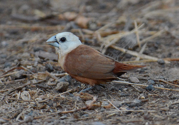 WEISSKOPFNONNE, WHITE-HEADED MUNIA, LONCHURA MAJA