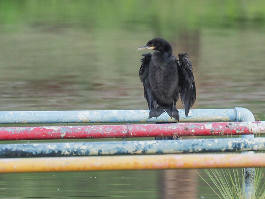 OLIVENSCHARBE, NEOTROPIC CORMORANT, PHALACROCORAX BRASILIANUS