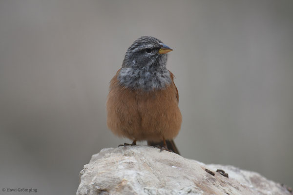 HAUSAMMER, HOUSE BUNTING, EMBERIZA SAHARI
