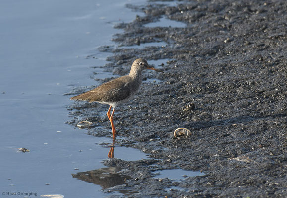 ROTSCHENKEL, REDSHANK, TRINGA TOTANUS