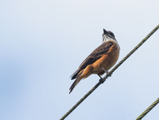 STREIFENKEHL-BUSCHTYRANN, STREAK-THROATED BUSH-TYRANT - MYIOTHERETES STRIATICOLLIS