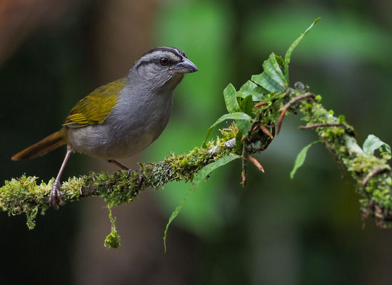 PANAMAAMMER, BLACK-STRIPED SPARROW, ARREMONOPS CONIROSTRIS