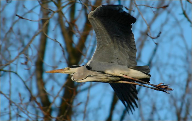 GRAUREIHER, GREY HERON, ARDEA CINEREA