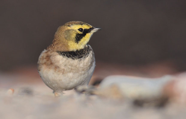 OHRENLERCHE, SHORE LARK (HORNED LARK), EREMOPHILA ALPESTRIS