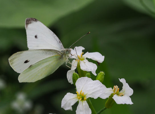 Großer Kohlweißling, Pieris brassicae