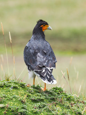 STREIFENKARAKARA, CARUNCULATED CARACARA - PHALCOBOENUS  CARUNCULATUS