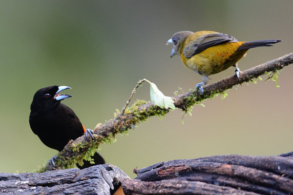 FEUERRÜCKENTANGARE, PASSERINI´S TANAGER, RAMPHOCELUS PASSERINII