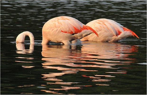 CHILEFLAMINGO, CHILEAN FLAMINGO, PHOENICOPTERUS CHILENSIS