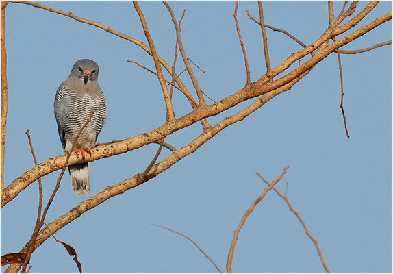 EIDECHSENBUSSARD , LIZARD BUZZARD, KAUPIFALCO MONOGRAMMICUS