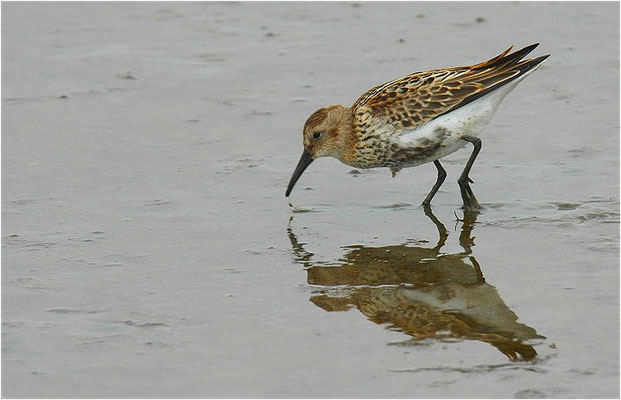 ALPENSTRANDLÄUFER, DUNLIN, CALIDRIS ALPINA