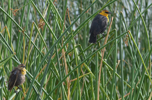 GELBKOPF-SCHWARZSTÄRLING, YELLOW-HEADED BLACKBIRD, XANTHOCEPHALUS XANTHOCEPHALUS