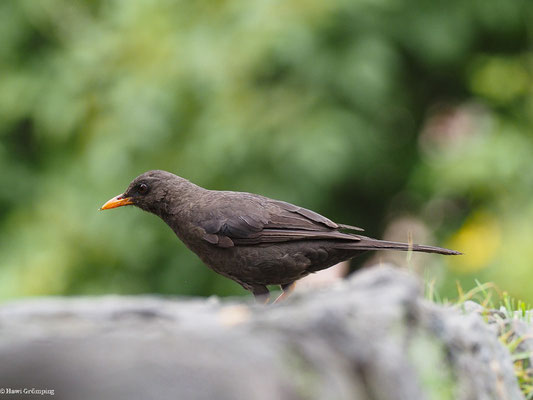 RIESENDROSSEL, GREAT THRUSH - TURDUS FUSCATER