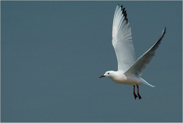 DÜNNSCHNABELMÖWE, SLENDER-BILLED GULL, CHROICOCEPHALUS GENEI