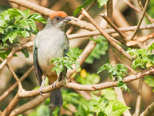 Rotscheiteltangare, Scrub Tanager - Tangara vitriolina
