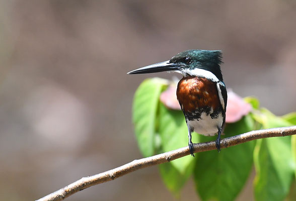 Amazonasfischer, Amazon kingfisher, Chloroceryle amazona