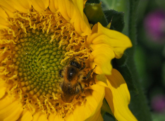 Feldhummel, Bombus agrorum