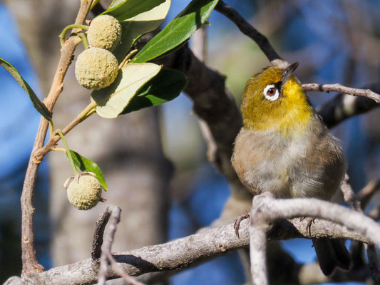 KAPBRILLENVOGEL, CAPE WHITE-EYE, ZOSTEROPS CAPENSIS