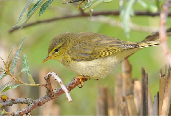 FITIS,  WILLOW WARBLER, PHYLLOSCOPUS TROCHILUS
