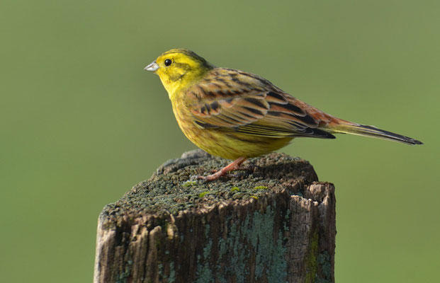 GOLDAMMER, YELLOWHAMMER, EMBERIZA CITRINELLA