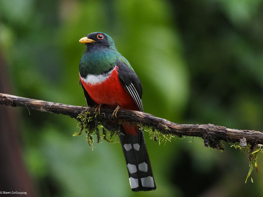 MASKENTROGON, MASKED TROGON - TROGON PERSONATUS