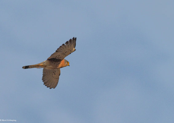 Rötelfalke, Lesser Kestrel-Falco naumanni