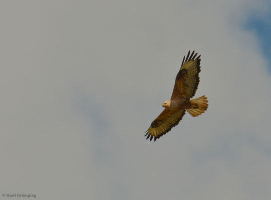 Adlerbussard, Long-legged buzzard, Buteo rufinus