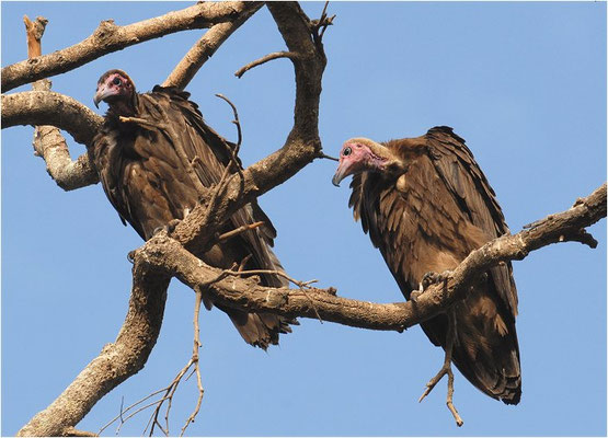 KAPPENGEIER, HOODED VULTURE, NECROSYRTES MONACHUS 