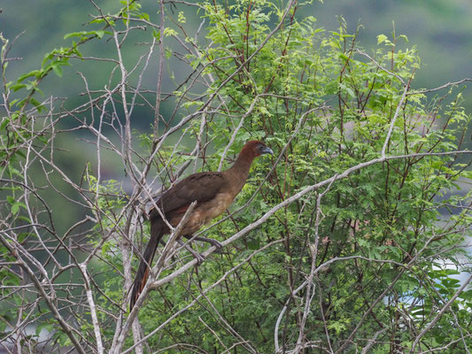 ROTKOPFGUAN, RUFOUS-HEADED CHACHALACA - ORTALIS ERYTHROPTERA