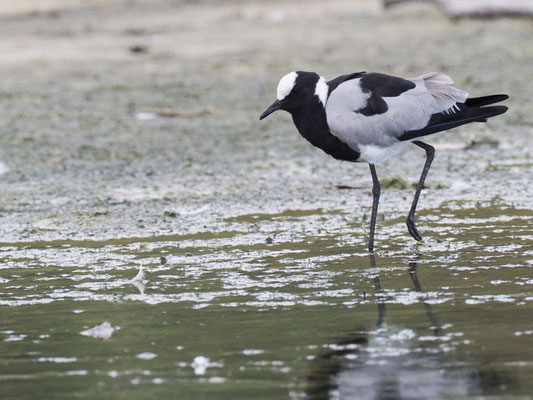 Waffenkiebitz, blacksmith lapwing, vanellus armatus