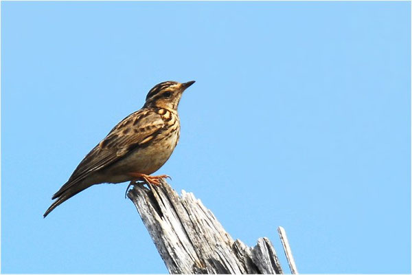 HEIDELERCHE, WOODLARK, LULLULA ARBOREA