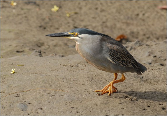 MANGROVENREIHER, STRIATED HERON, BUTORIDES STRIATUS