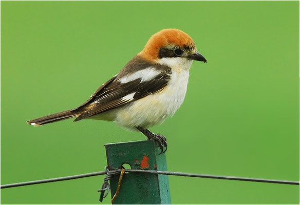 ROTKOPFWÜRGER, WOODCHAT SHRIKE, LANIUS SENATOR