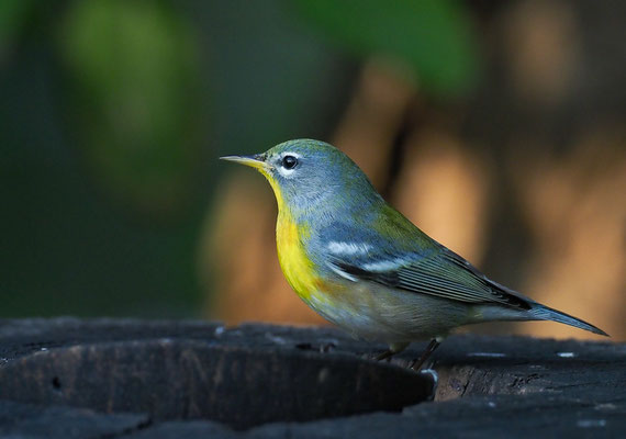 MEISENWALDSÄNGER, NORTHER PARULA, PARULA AMENCANA