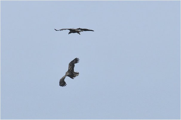 SEEADLER, WHITE-TAILED EAGLE, HALIAEETUS ALBICILLA