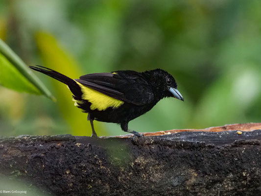 ZITRONENTANGARE, LEMON-RUMPED TANAGER - RAMPHOCELUS ICTERONOTUS