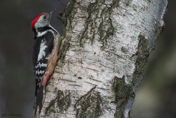 MITTELSPECHT, MIDDLE-SPOTTED WOODPECKER