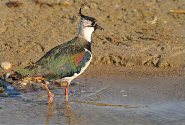 KIEBITZ, NORTHERN LAPWING, VANELLUS VANELLUS