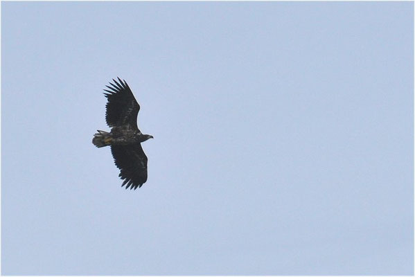 SEEADLER, WHITE-TAILED EAGLE, HALIAEETUS ALBICILLA