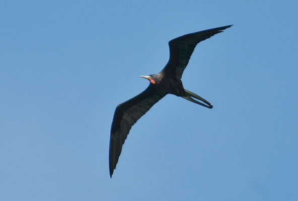 FREGATTVOGEL, MAGNIFICENT FRIGATEBIRD, FREGATA MAGNIFICENS