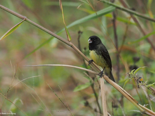 GELBBAUCHPFÄFFCHEN, YELLOW-BELLIED SEEDEATER - SPOROPHILA NIGRICOLLIS