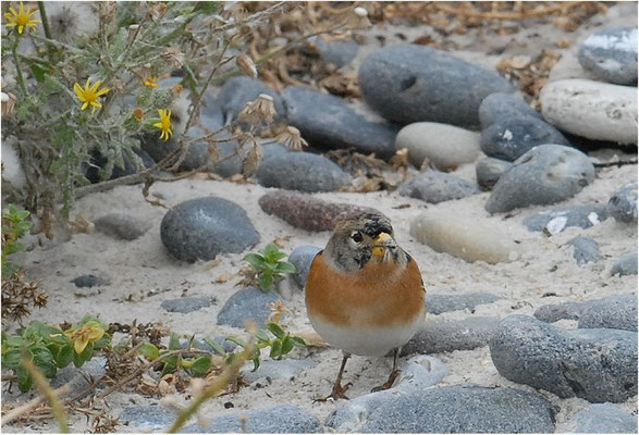 BERGFINK, BRAMBLING, FRINGILLA MONTIFRINGILLA