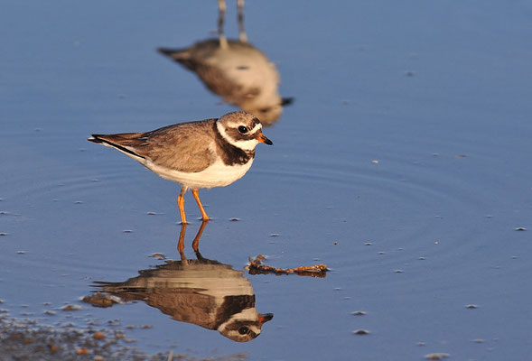 SANDREGENPFEIFER, RINGED PLOVER, CHARADRIUS HIATICULA