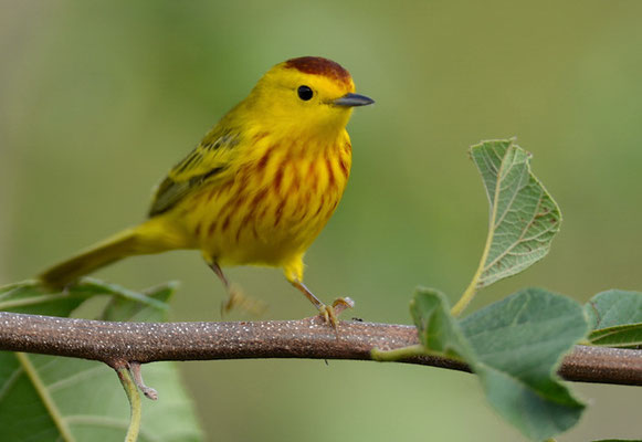 GOLDWALDSÄNGER, YELLOW WARBLER, DENDROICA PETECHIS RUFOPILEATA