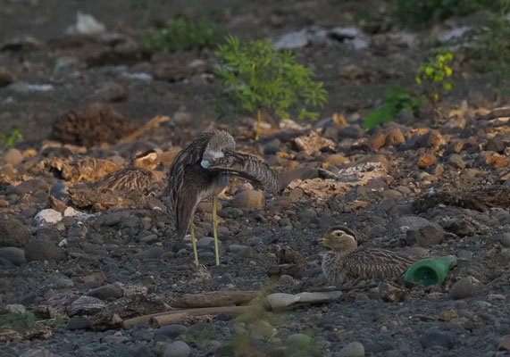 DOMINIKANERTRIEL, DOUBLE-STRIPED THICK-KNEE, BURHINUS BISTRIATUS