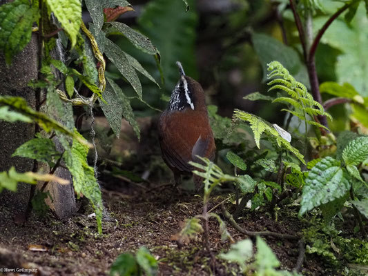 EINSIEDLERZAUNKÖNIG, GRAY-BREASTED WOOD-WREN - HENICORHINA LEUCOPHRYS