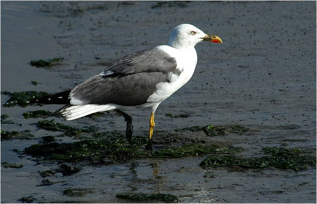 HERINGSMÖWE, LESSER BLACK-BACKED GULL, LARUS FUSCUS