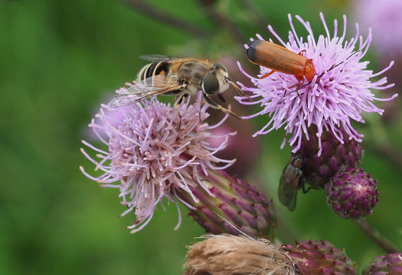 MITTLERE KEILFLECKSCHWEBFLIEGE, ERISTALIS INTERRUPTA