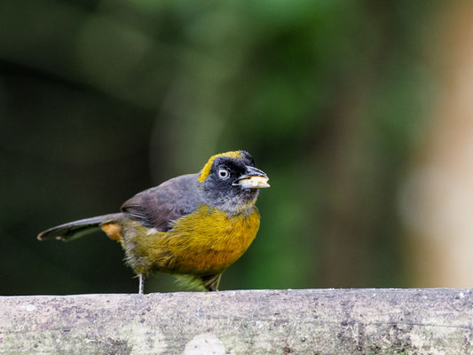 Rußgesicht-Stärlingstangare, Dusky-faced Tanager - Mitrospingus cassinii