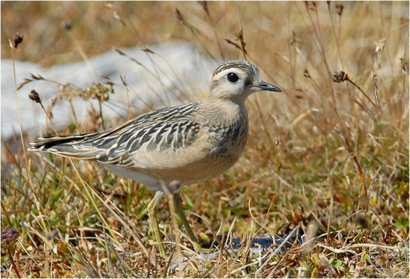 MORNELLREGENPFEIFER, DOTTEREL, CHARADRIUS MORINELLUS