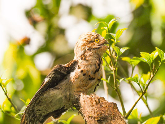 URUTAU-TAGESCHLÄFER, COMMON POTOO - NYCTIBIUS AETHEREUS